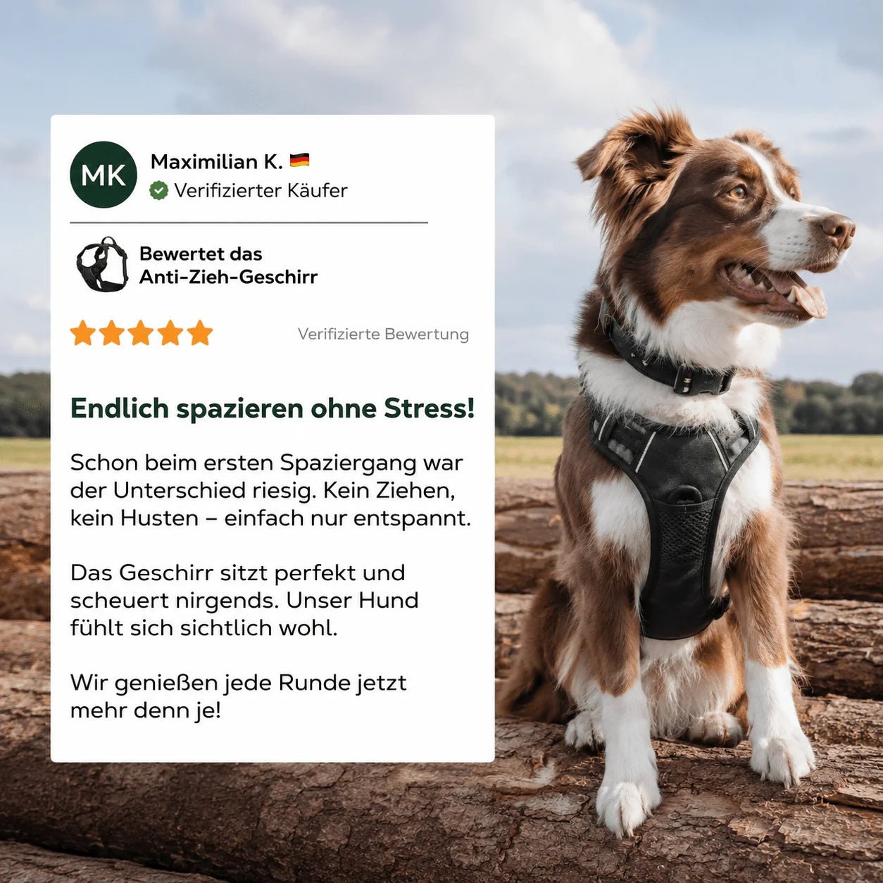 5-Sterne-Kundenbewertung zum BergBello Anti-Zieh-Geschirr: Australian Shepherd trägt das schwarze Geschirr beim Ausflug