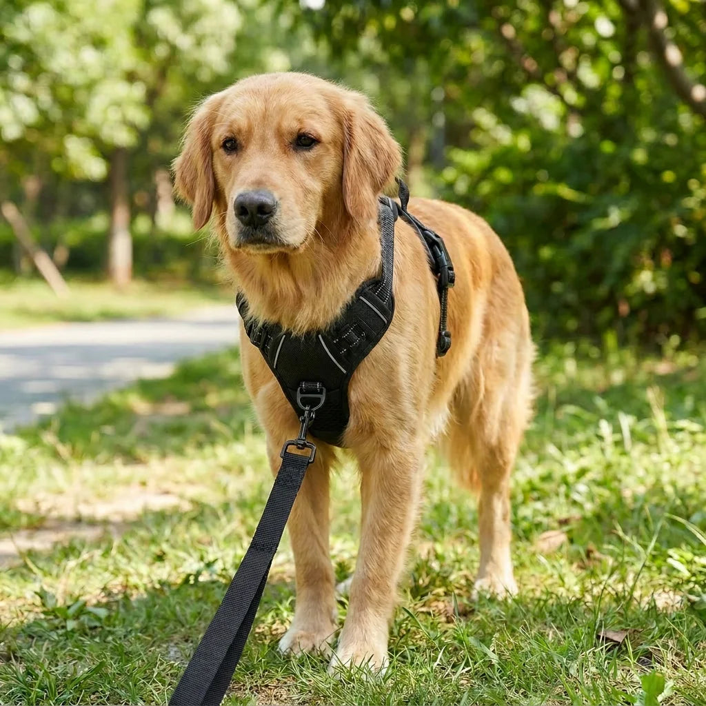 Golden Retriever trägt das schwarze Anti-Zieh-Geschirr mit Reflektorstreifen auf einem Waldweg